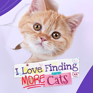 I Love Finding MORE Cats